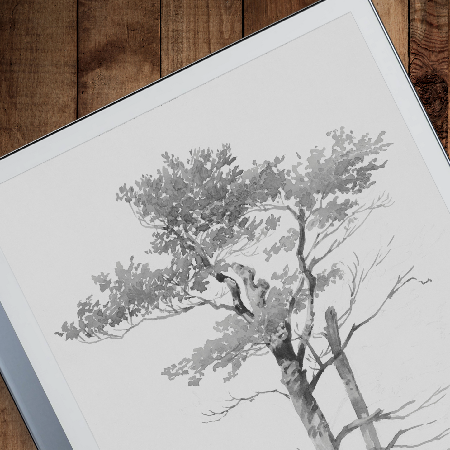 Remarkable 2 Sleep Screen & Notebook Cover Artwork - Deciduous Tree